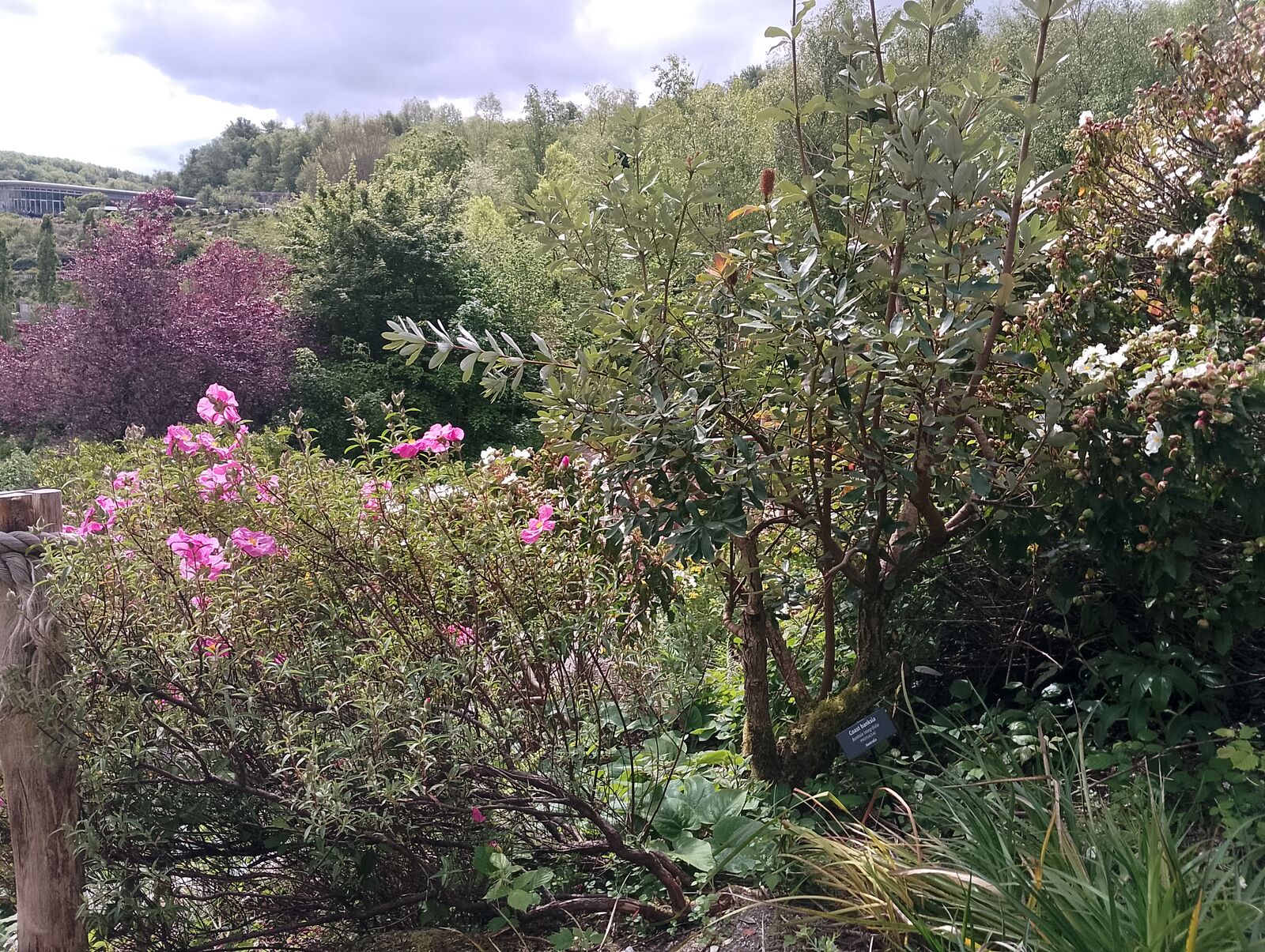 Eden Project