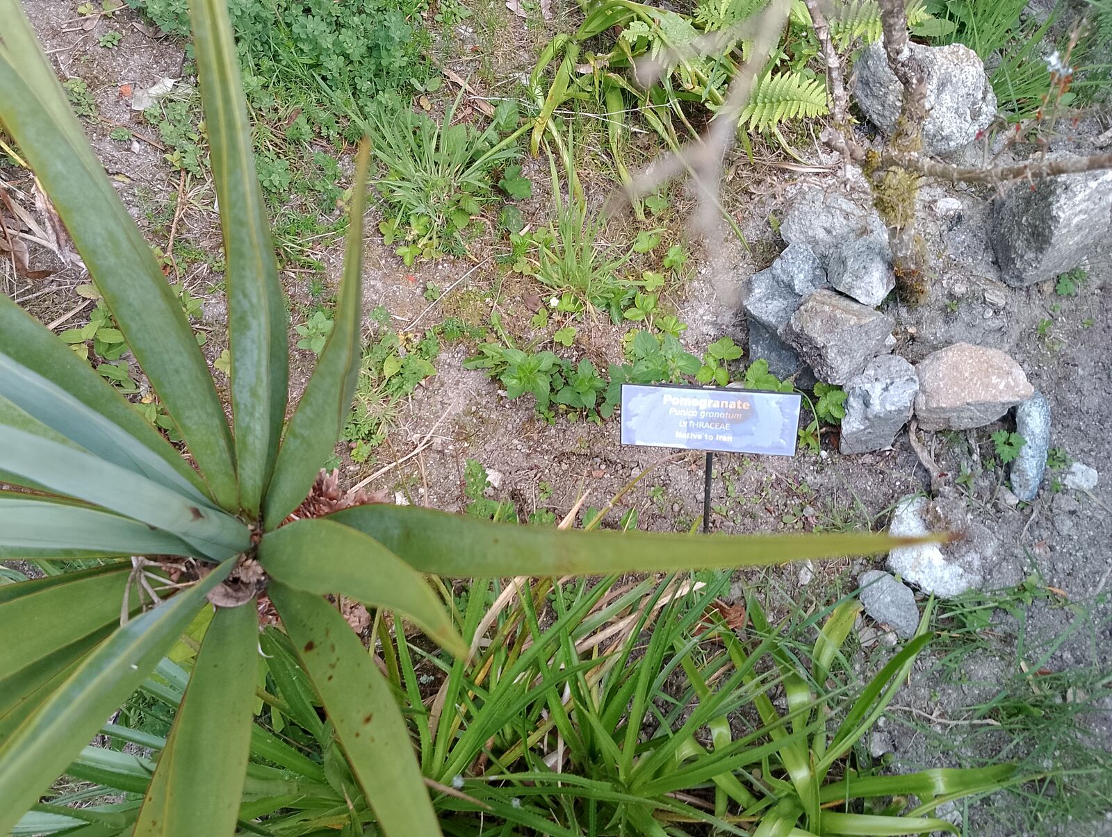 Eden Project
