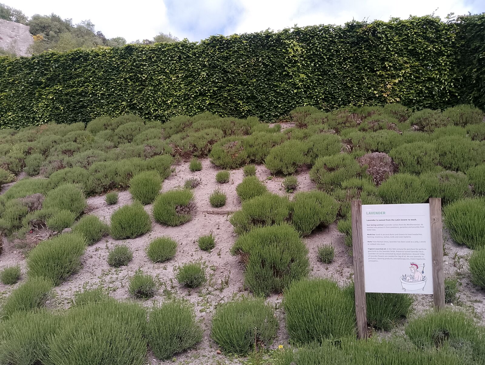 Eden Project