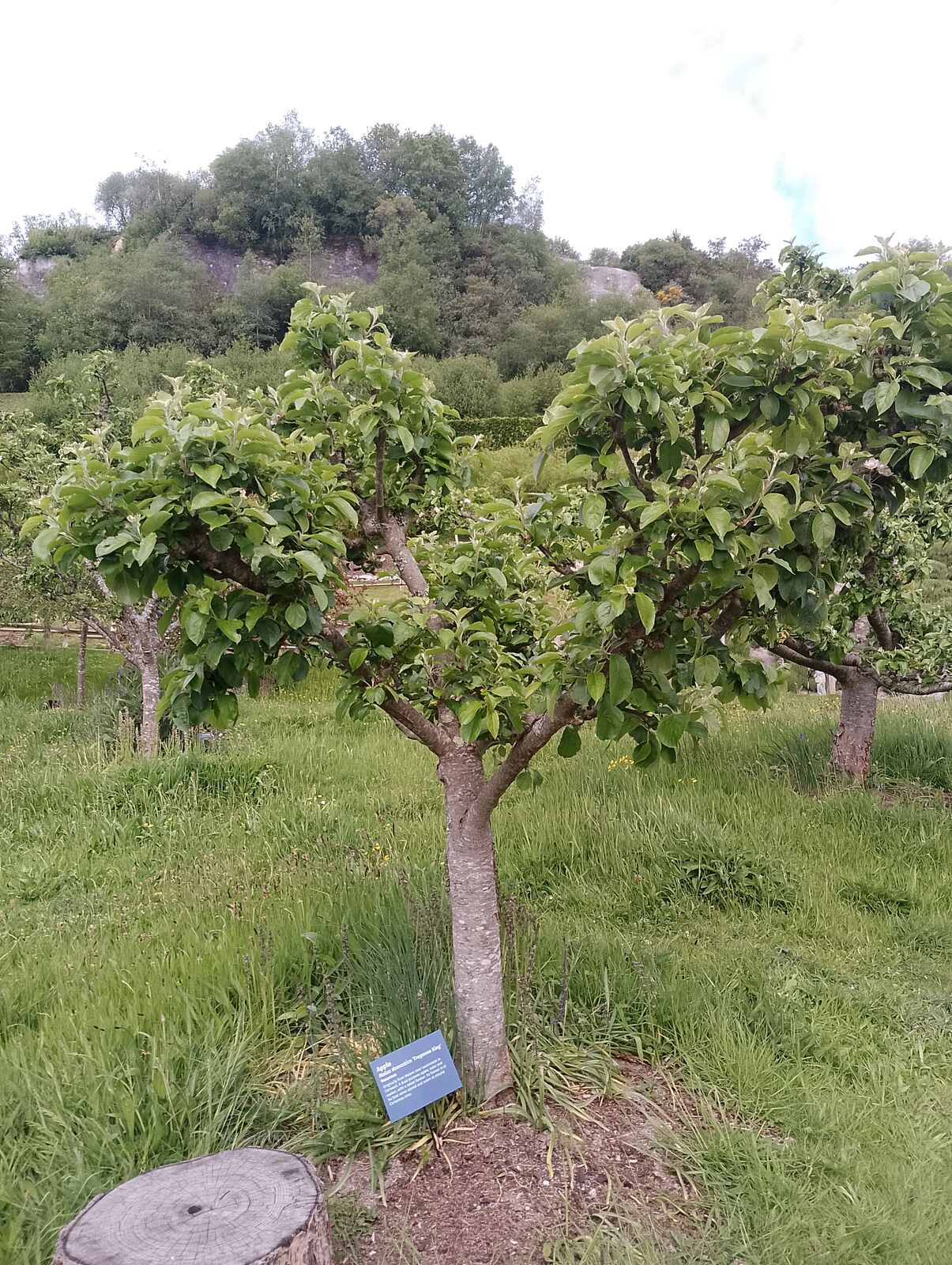 Eden Project