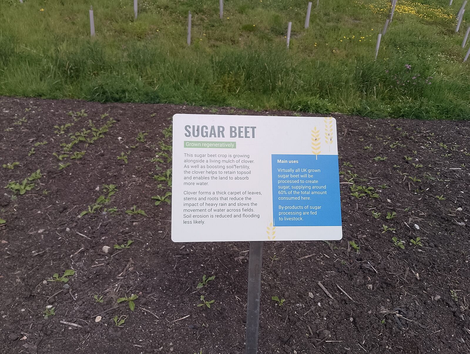Eden Project