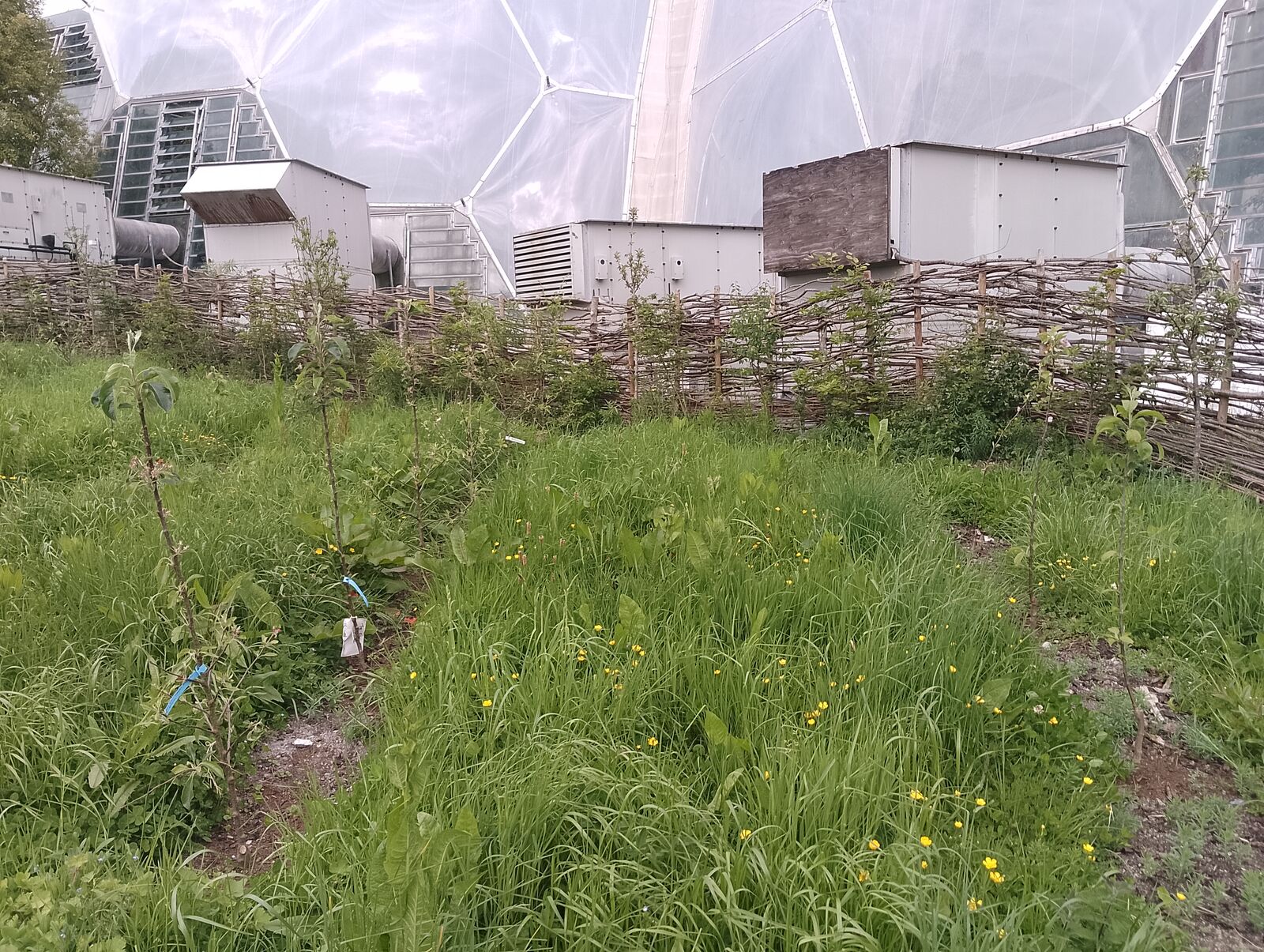 Eden Project
