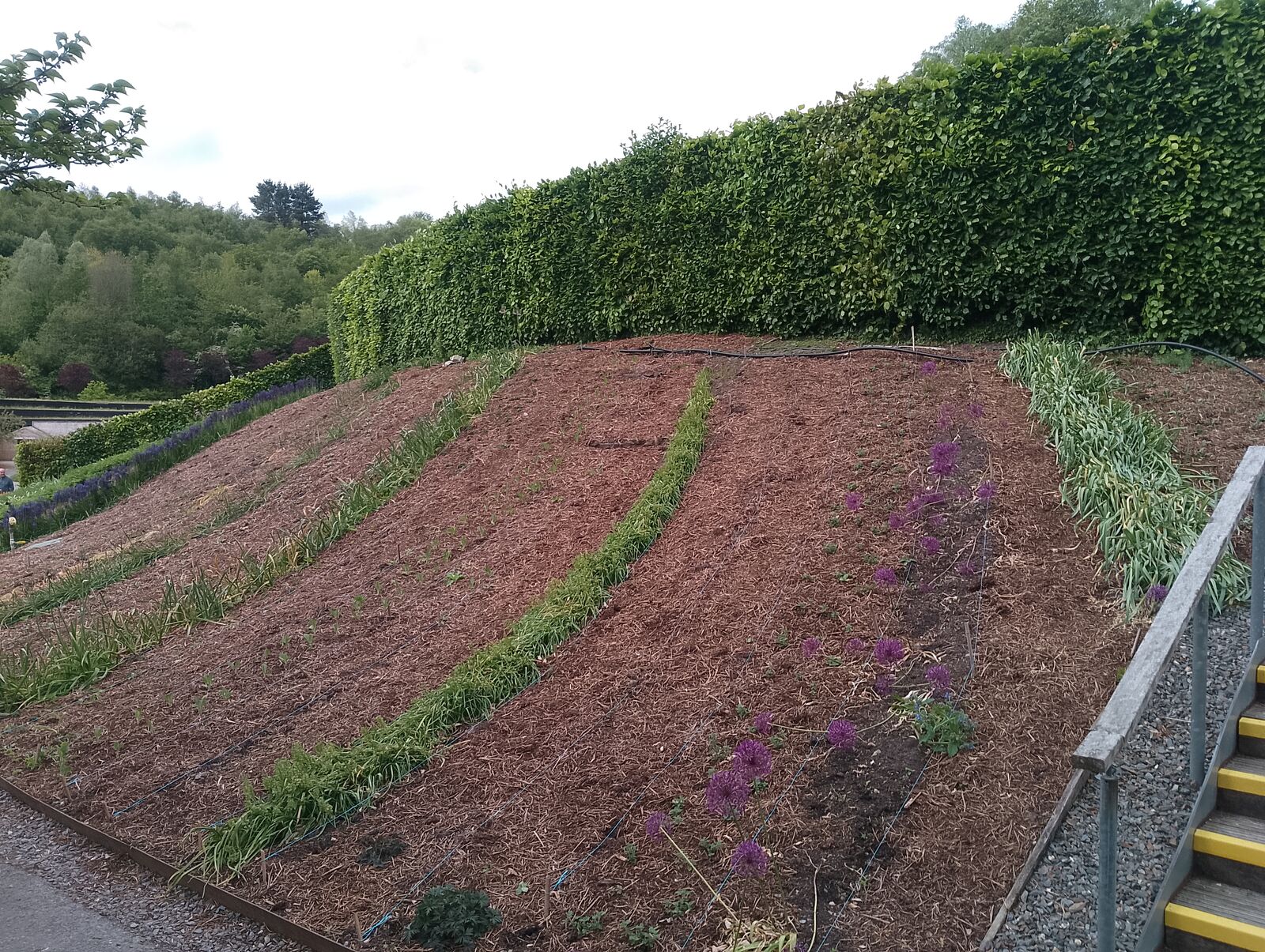 Eden Project