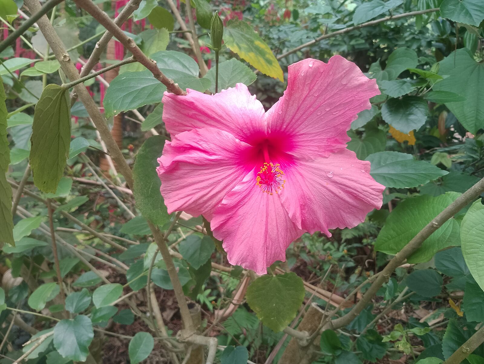 Eden Project