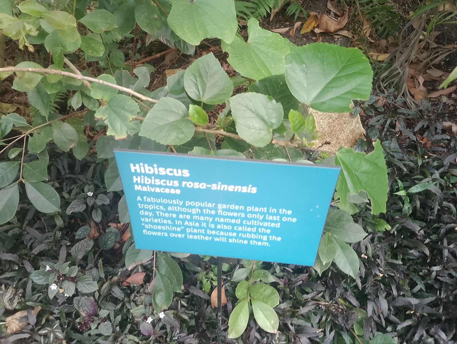 Eden Project