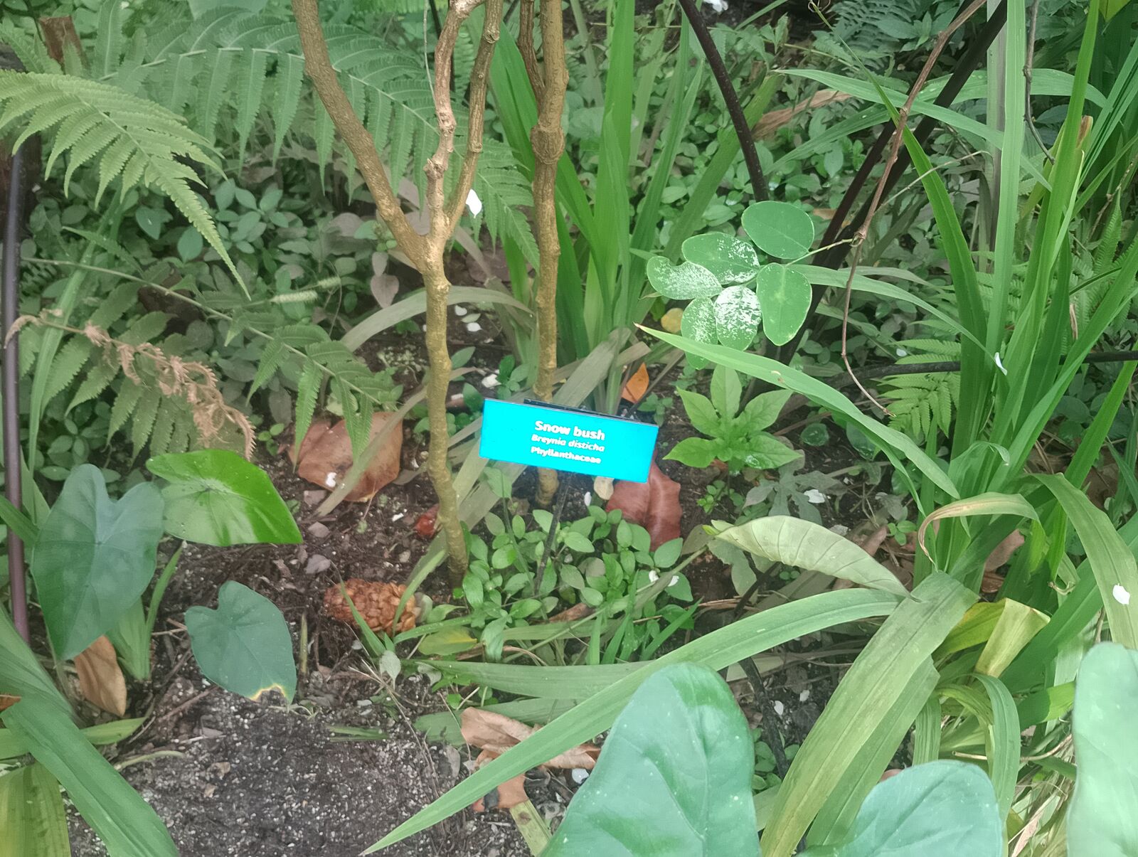 Eden Project