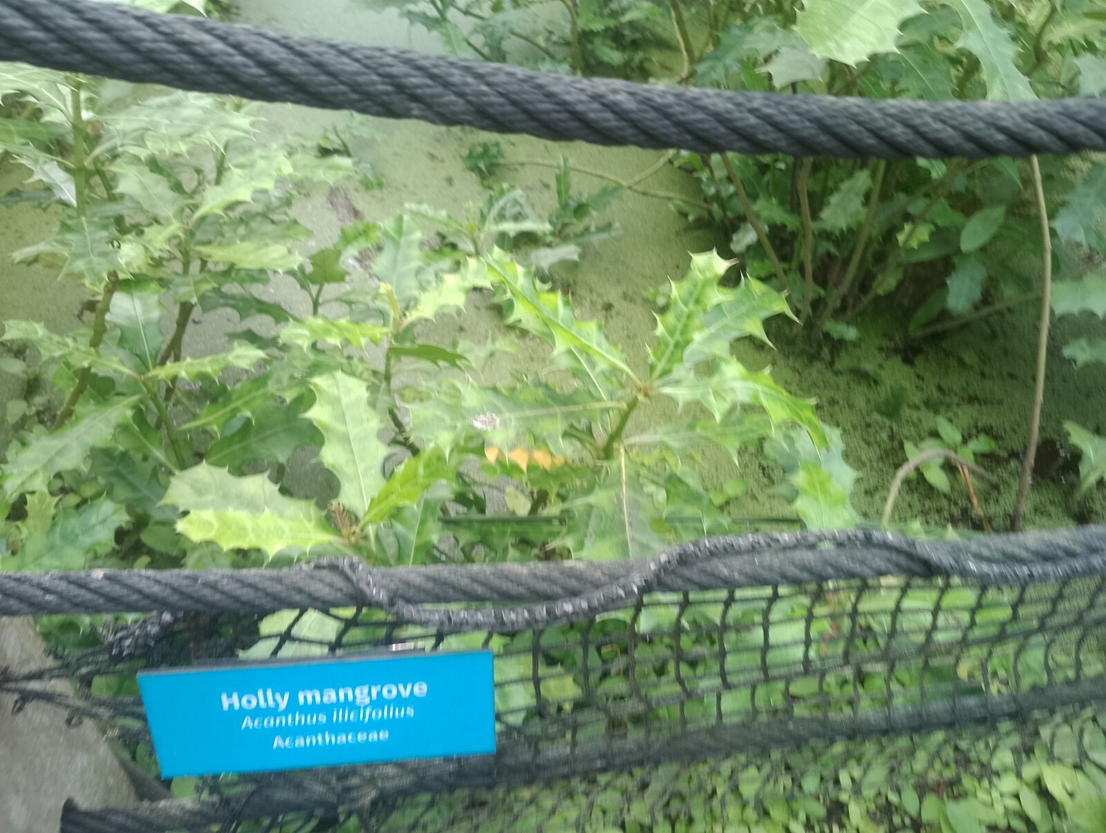 Eden Project