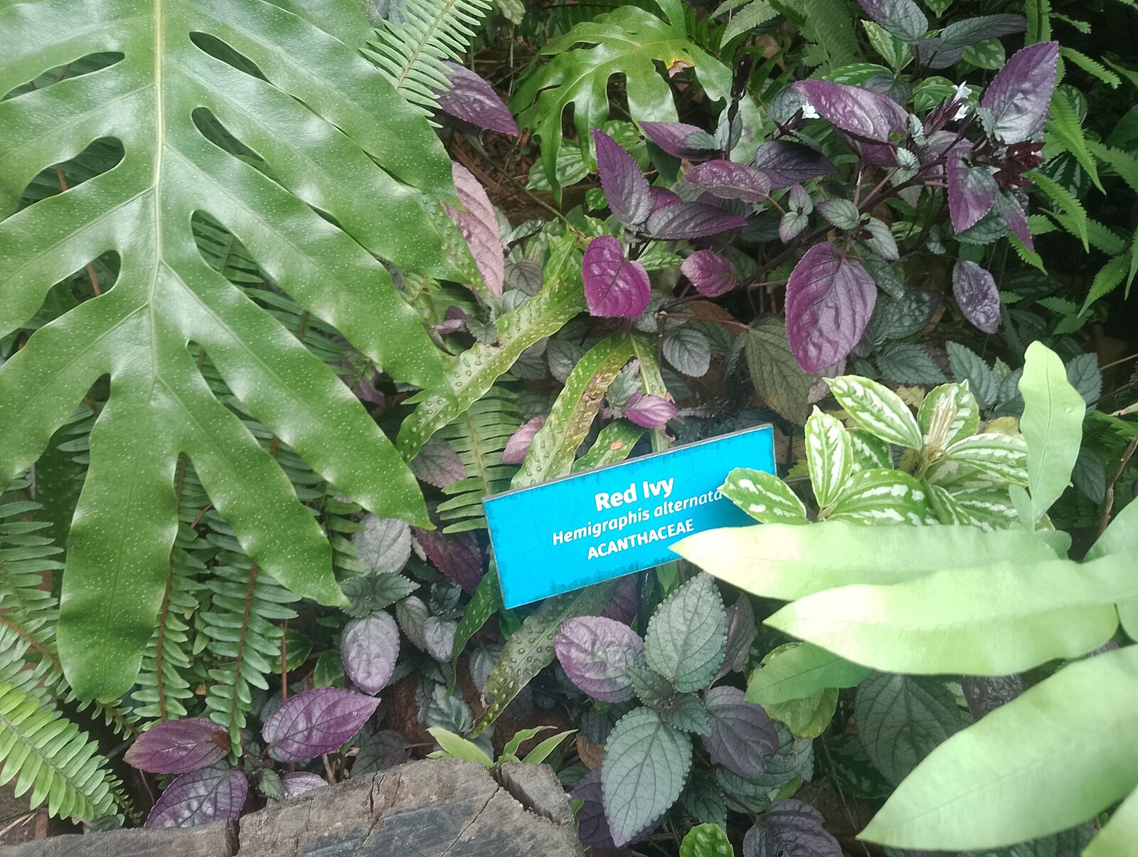Eden Project