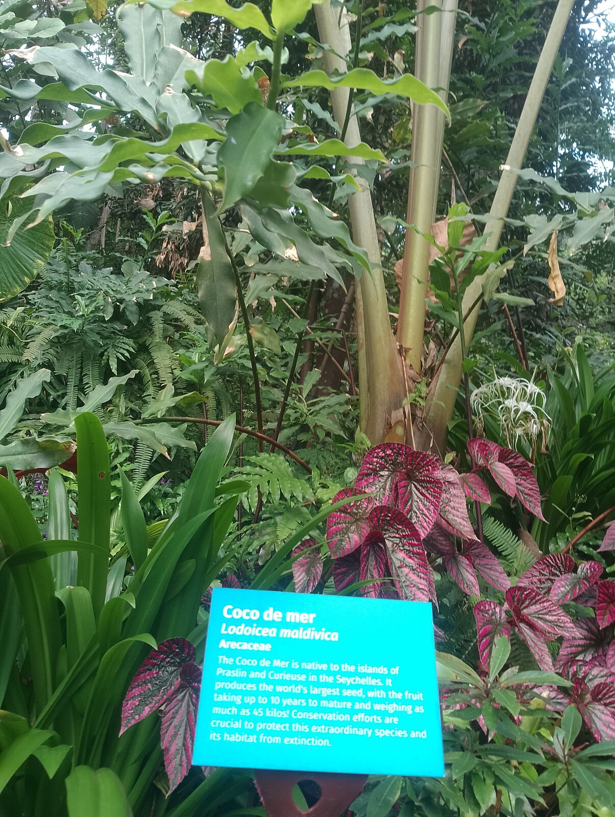 Eden Project