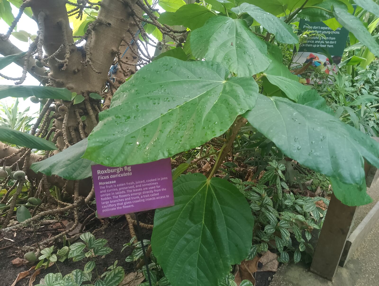Eden Project