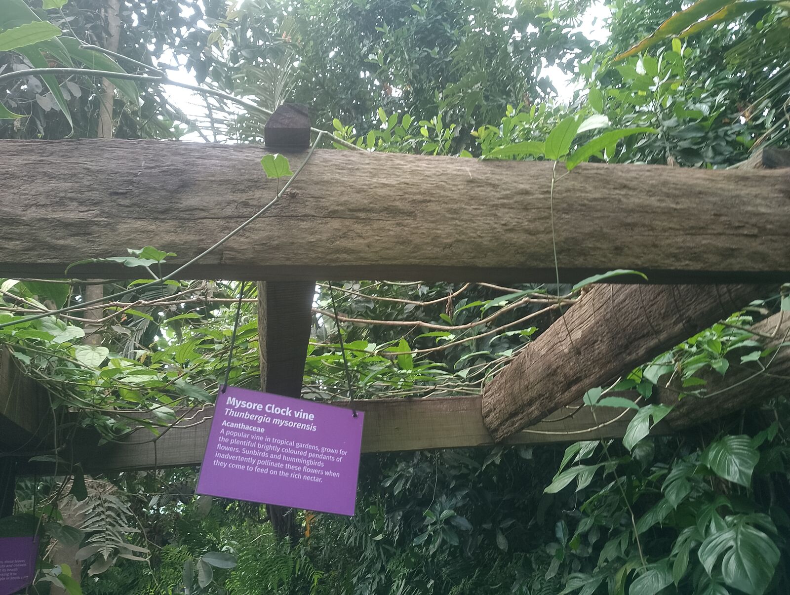 Eden Project