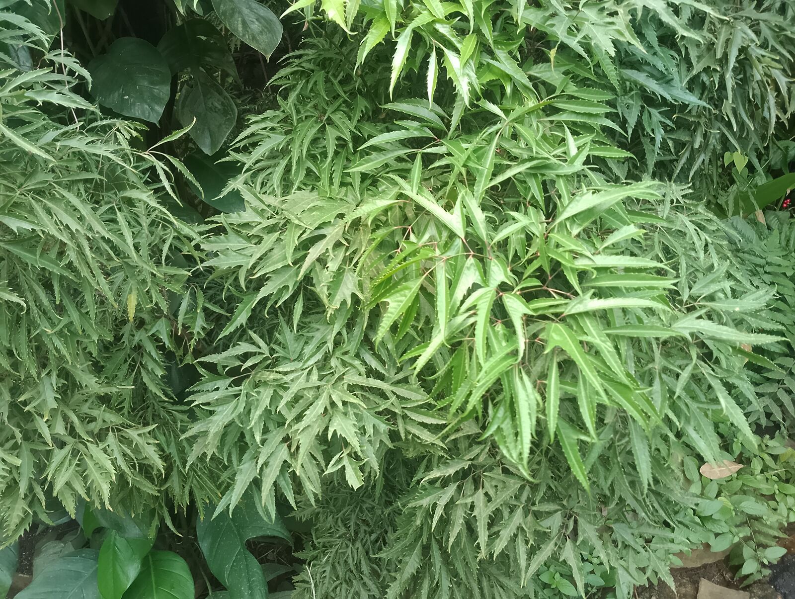 Eden Project