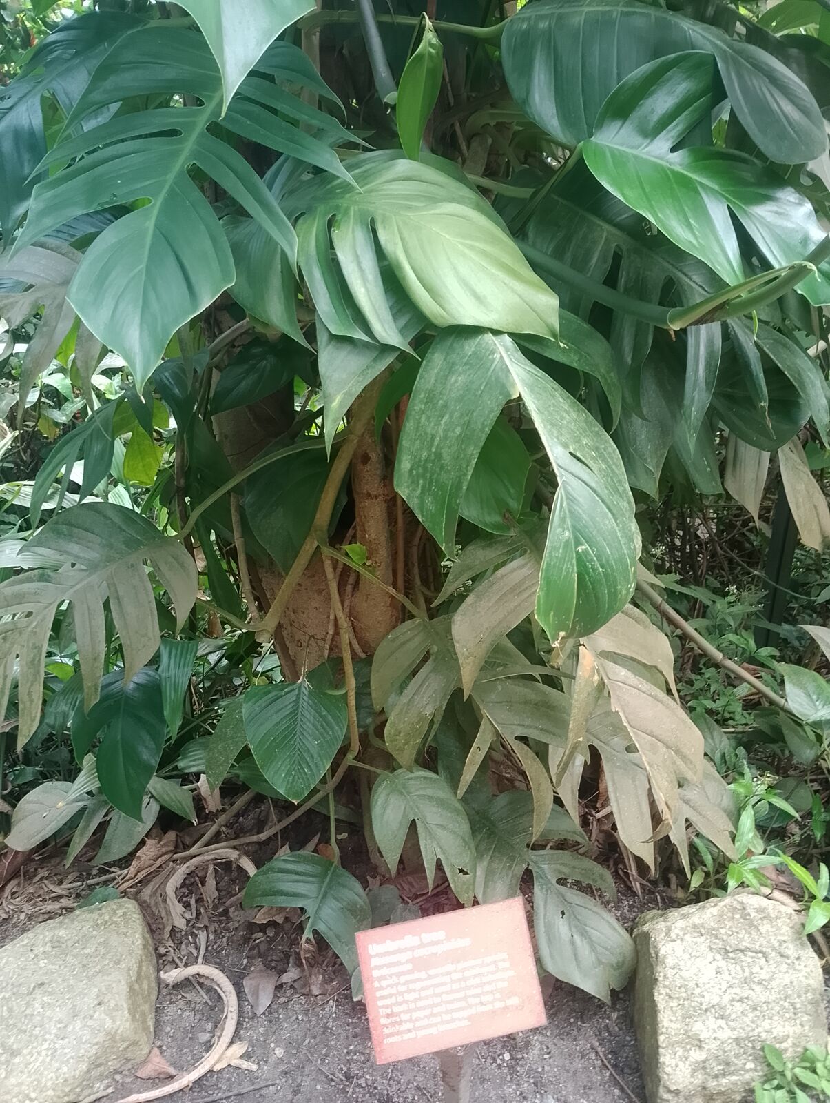 Eden Project