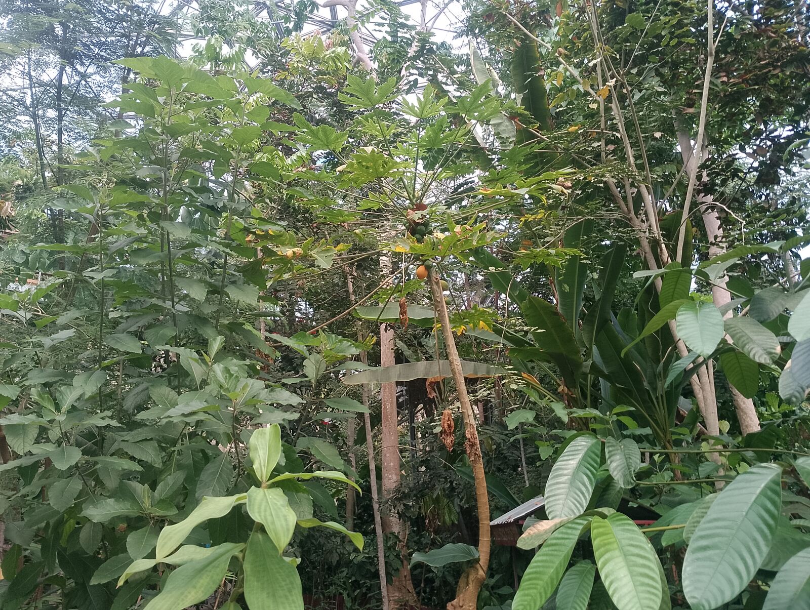 Eden Project