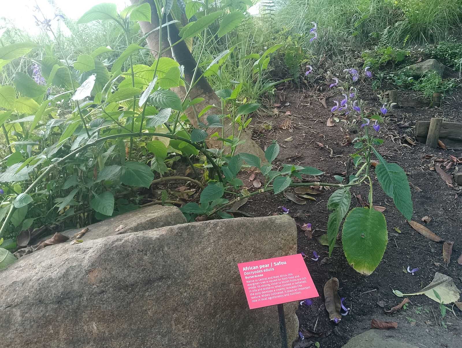 Eden Project