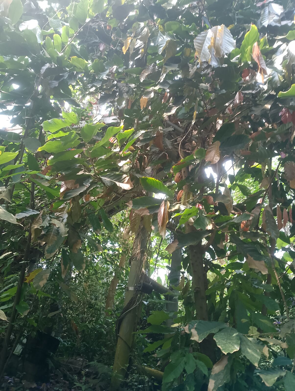 Eden Project