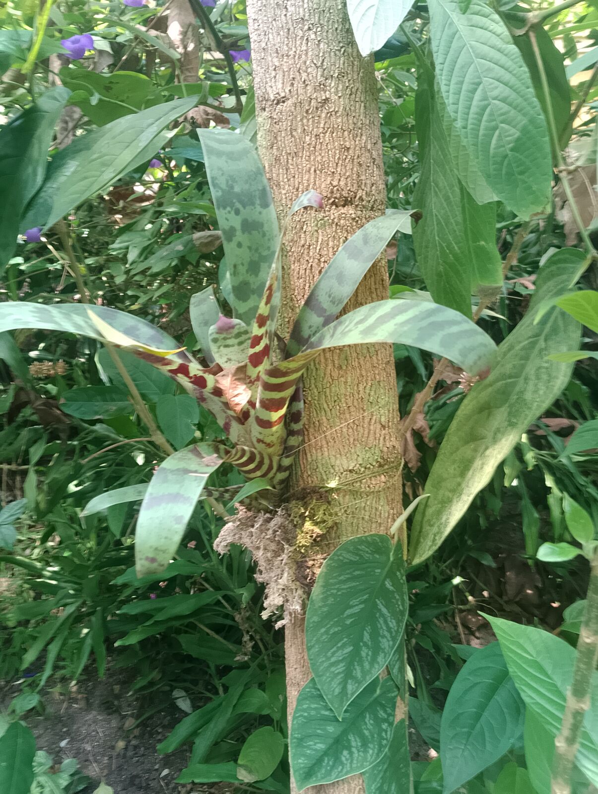 Eden Project
