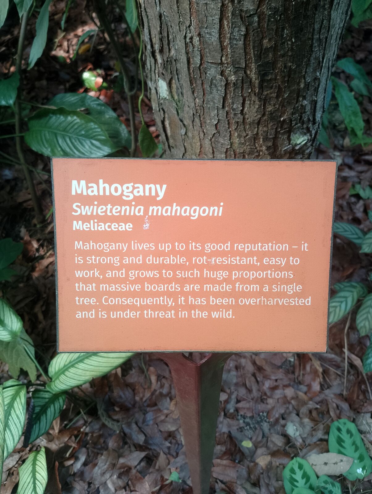 Eden Project