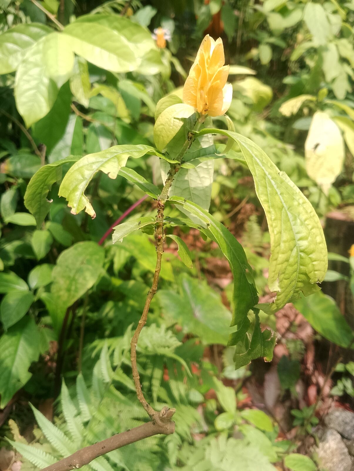 Eden Project