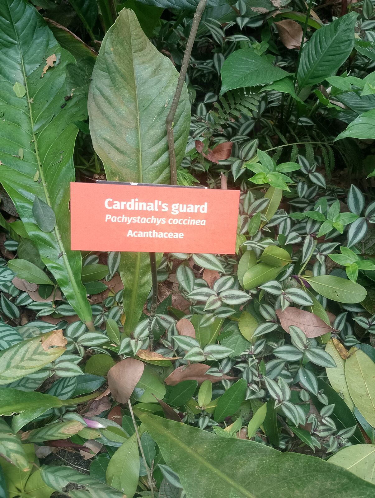 Eden Project