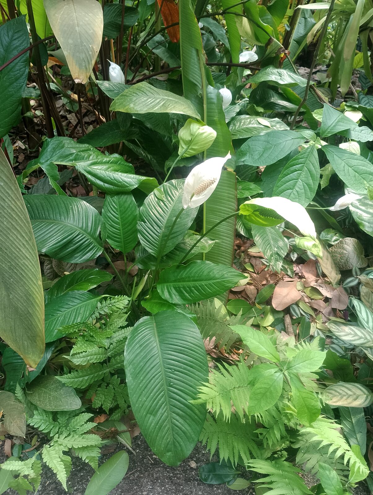Eden Project