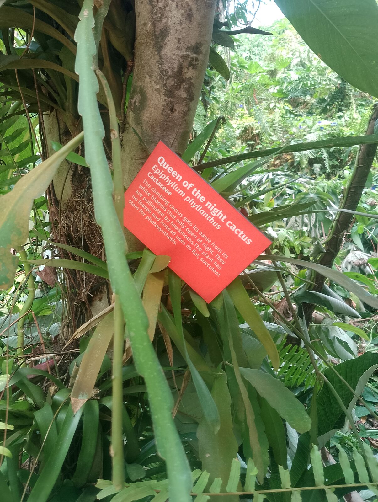 Eden Project