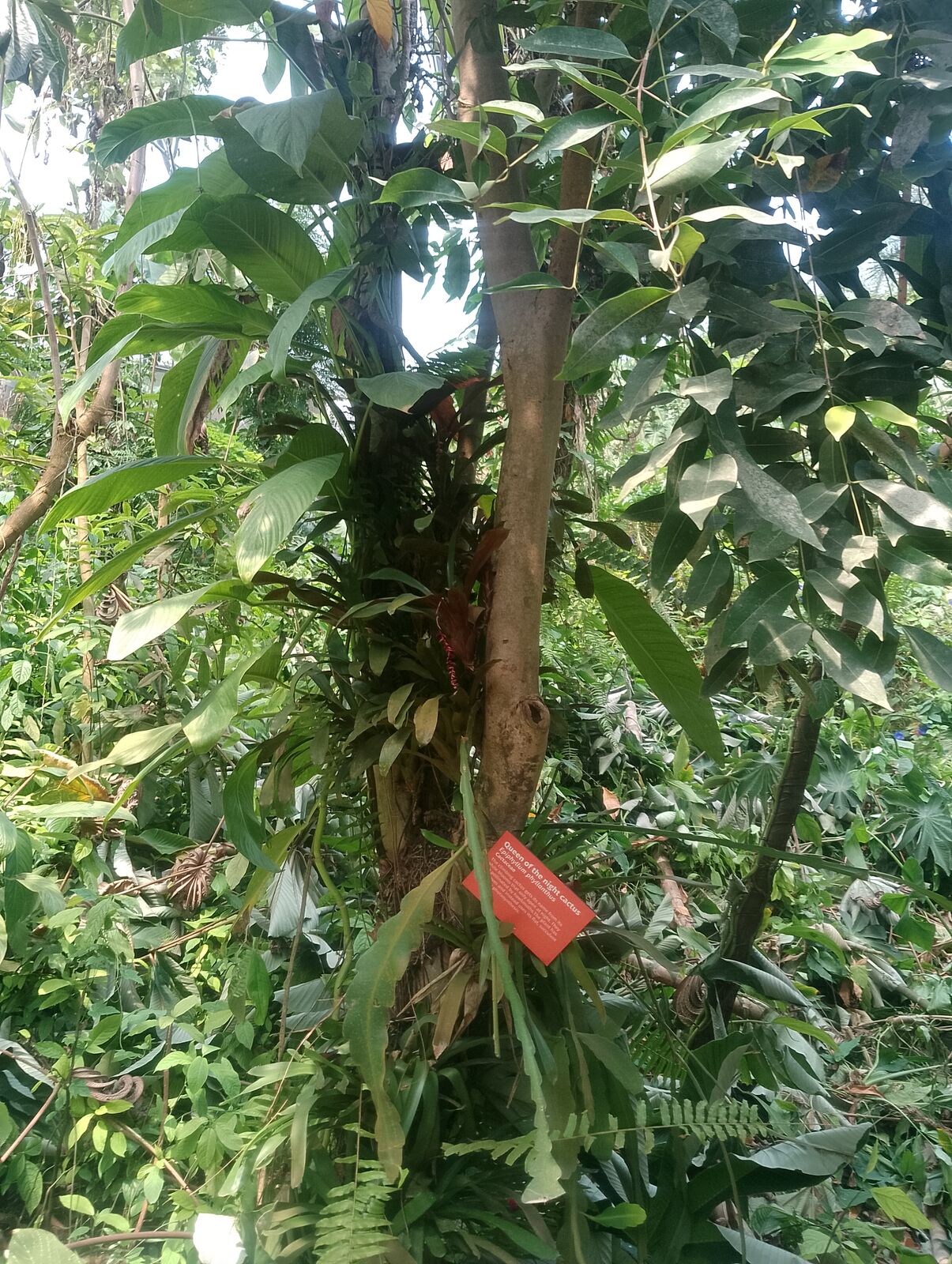 Eden Project