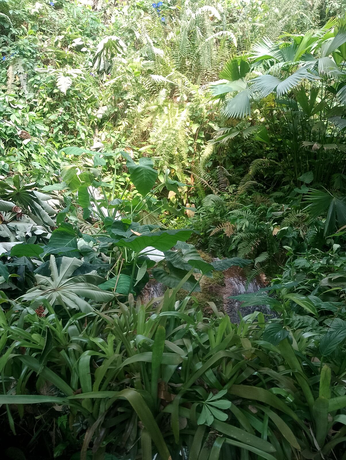 Eden Project