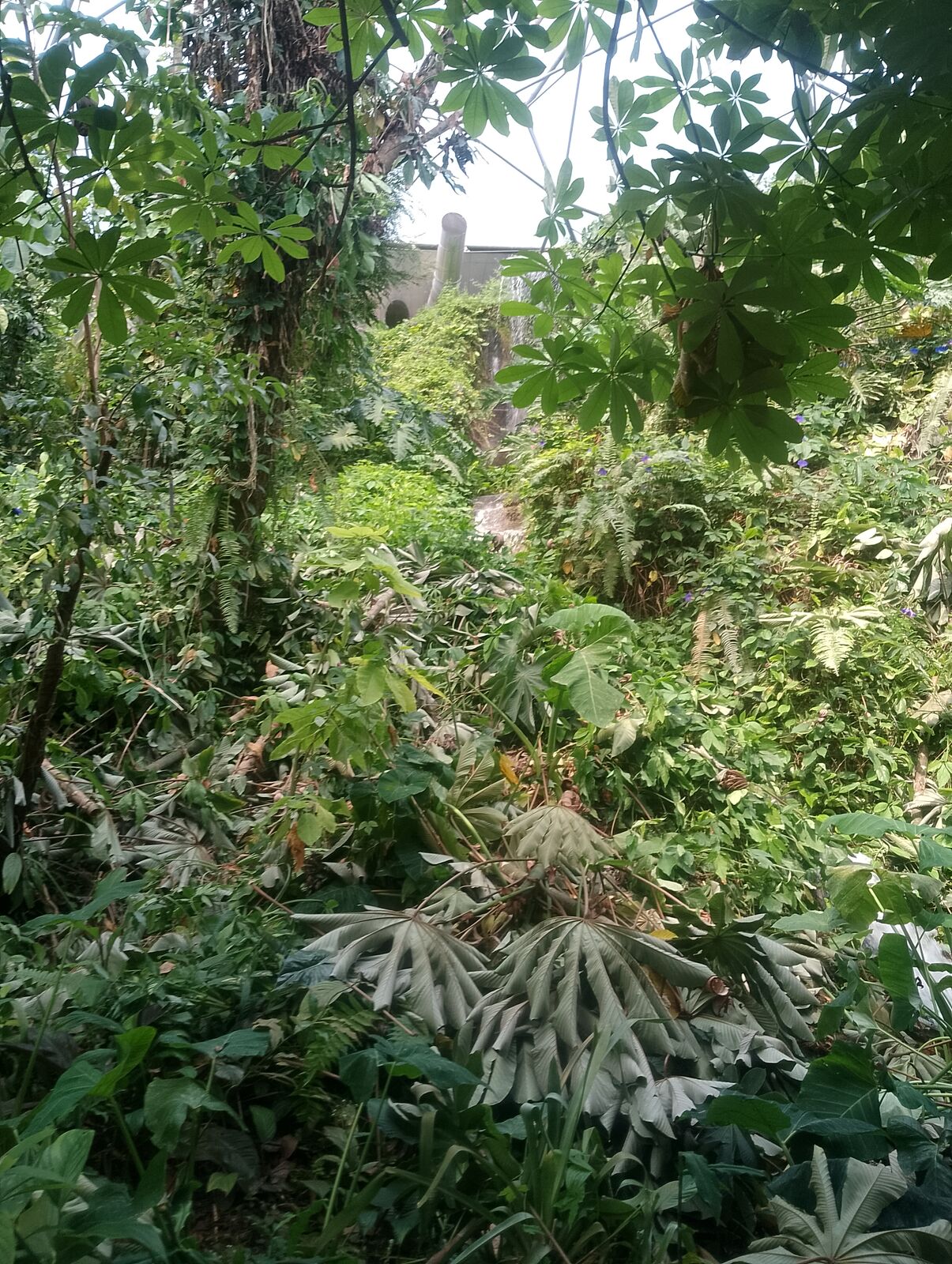 Eden Project