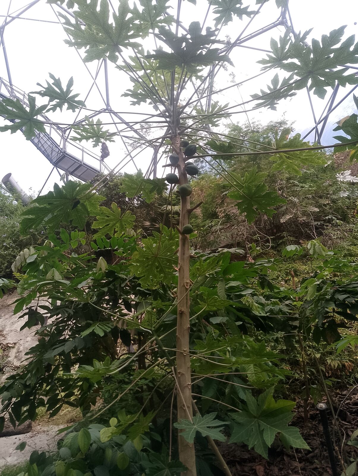 Eden Project