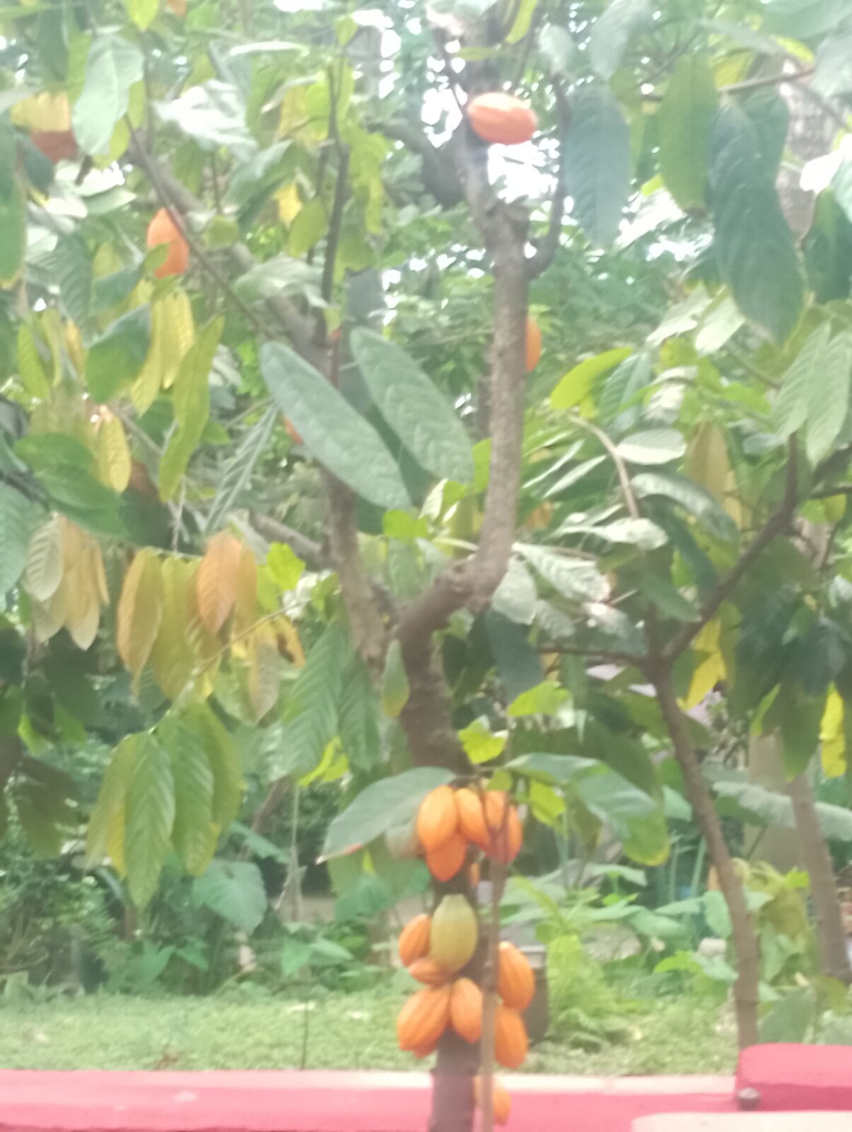 Eden Project