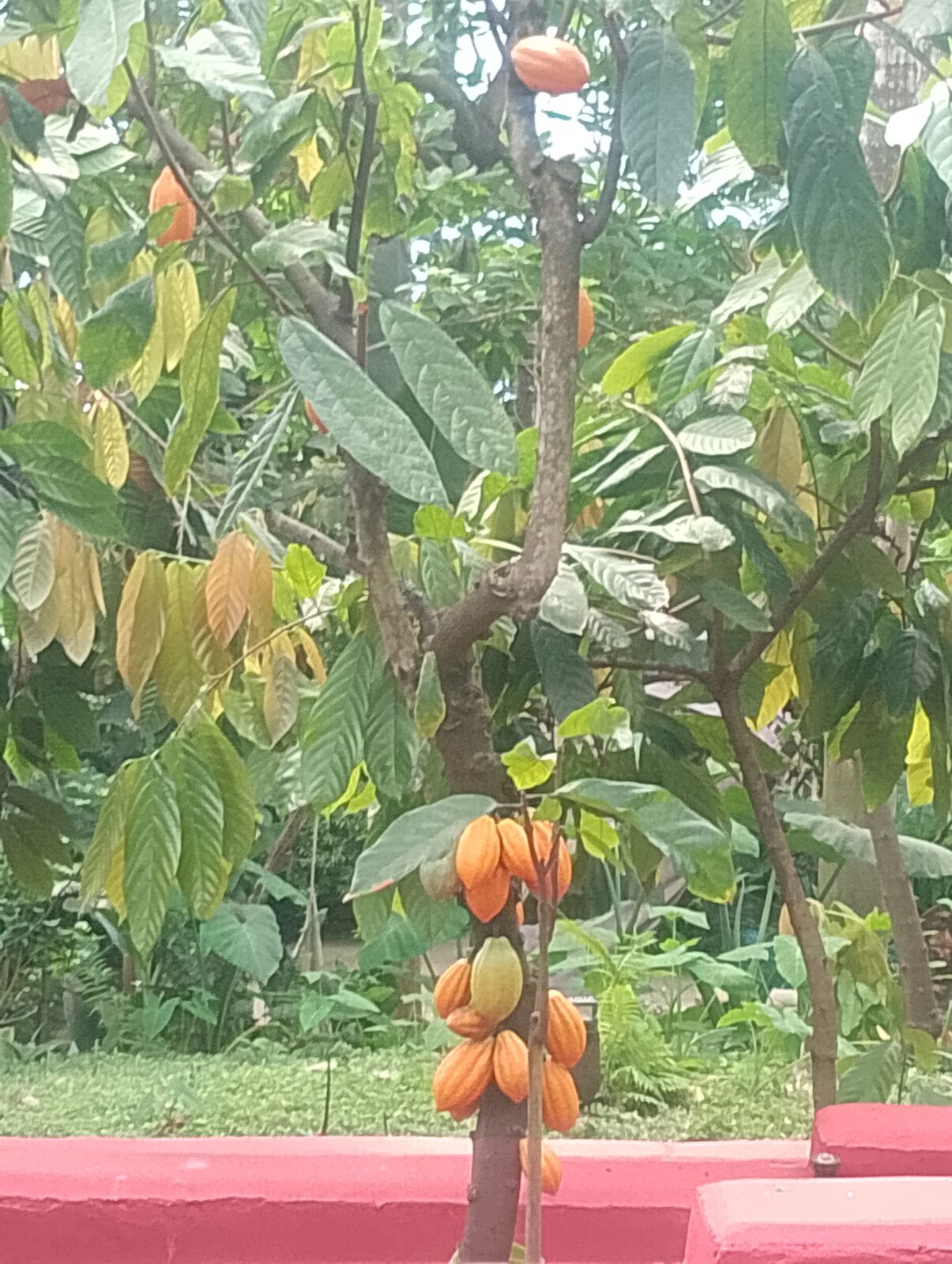 Eden Project