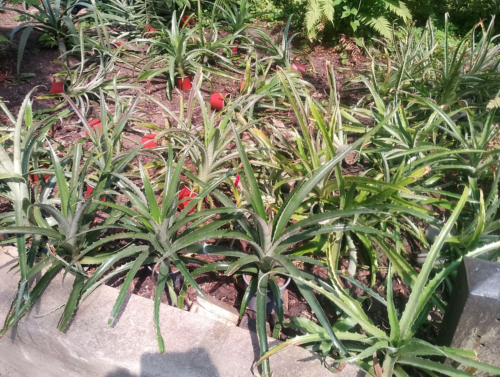 Eden Project