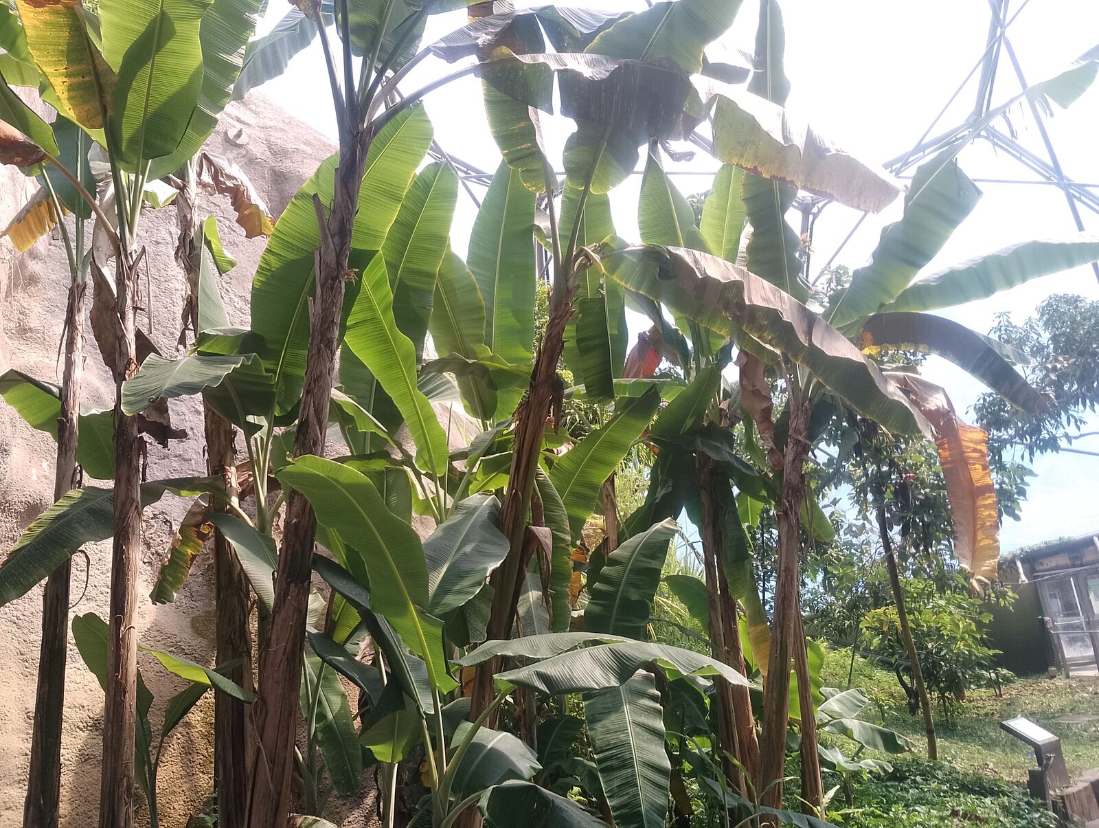 Eden Project