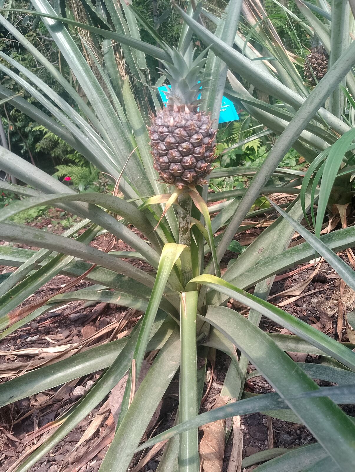 Eden Project