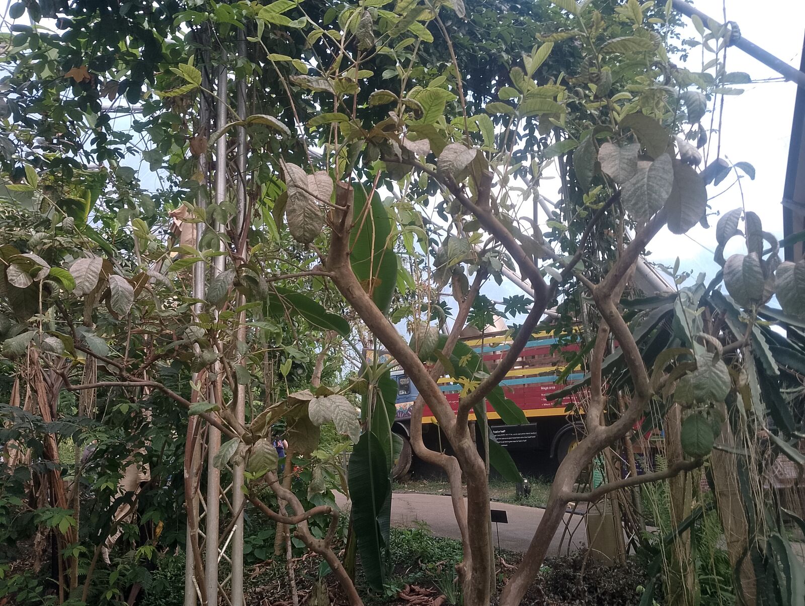 Eden Project