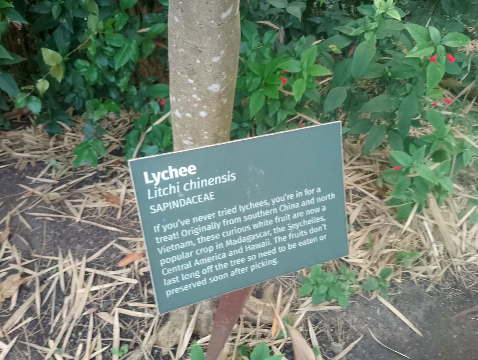 Eden Project
