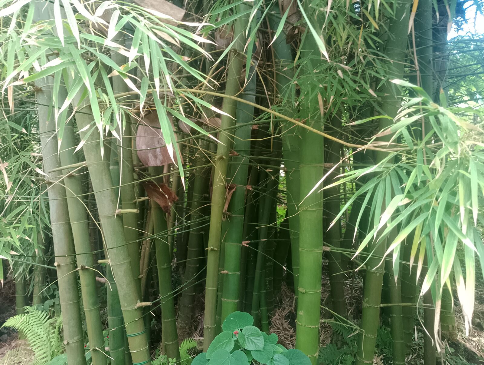 Eden Project