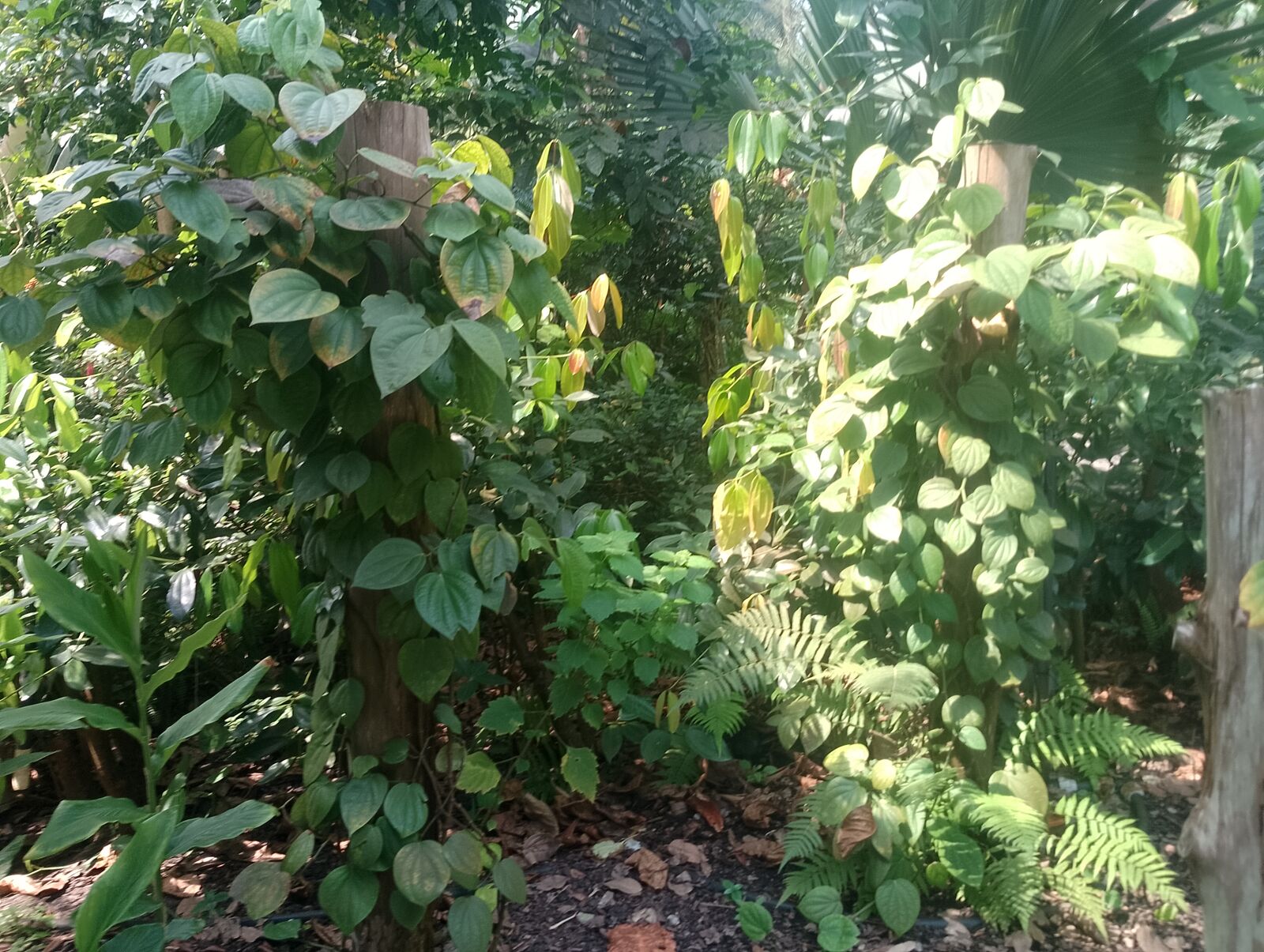 Eden Project