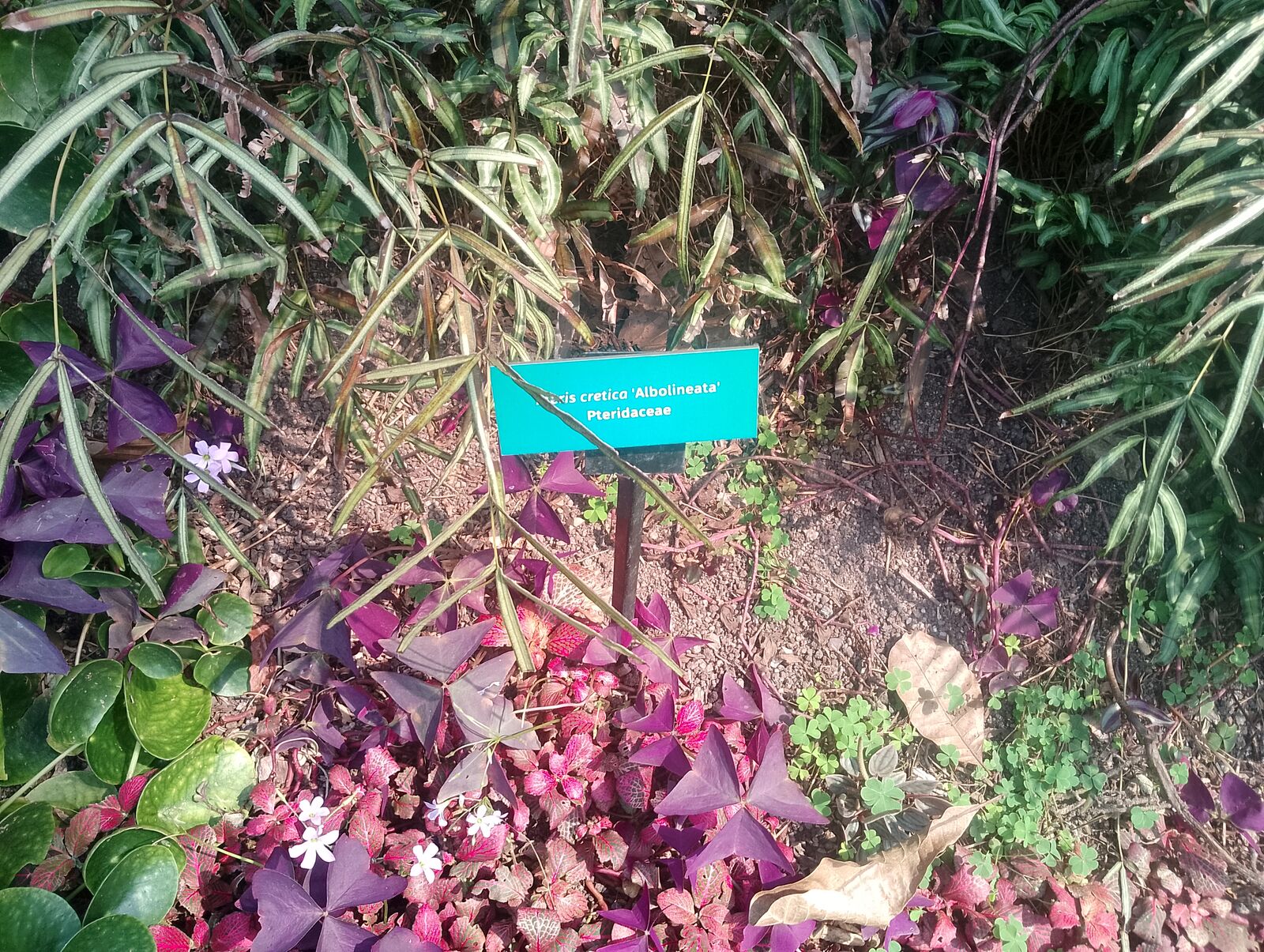 Eden Project