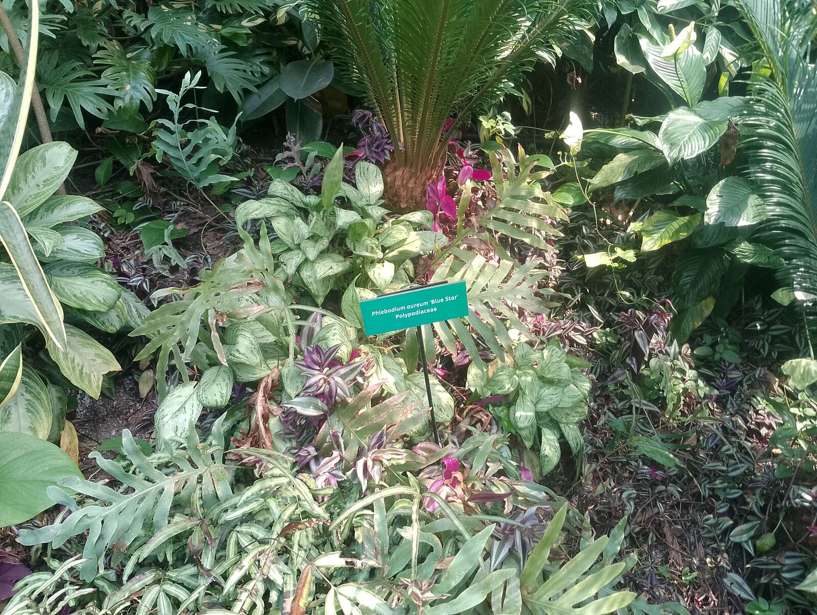 Eden Project