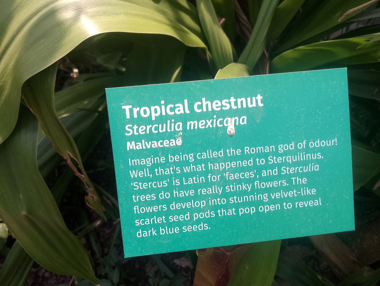 Eden Project