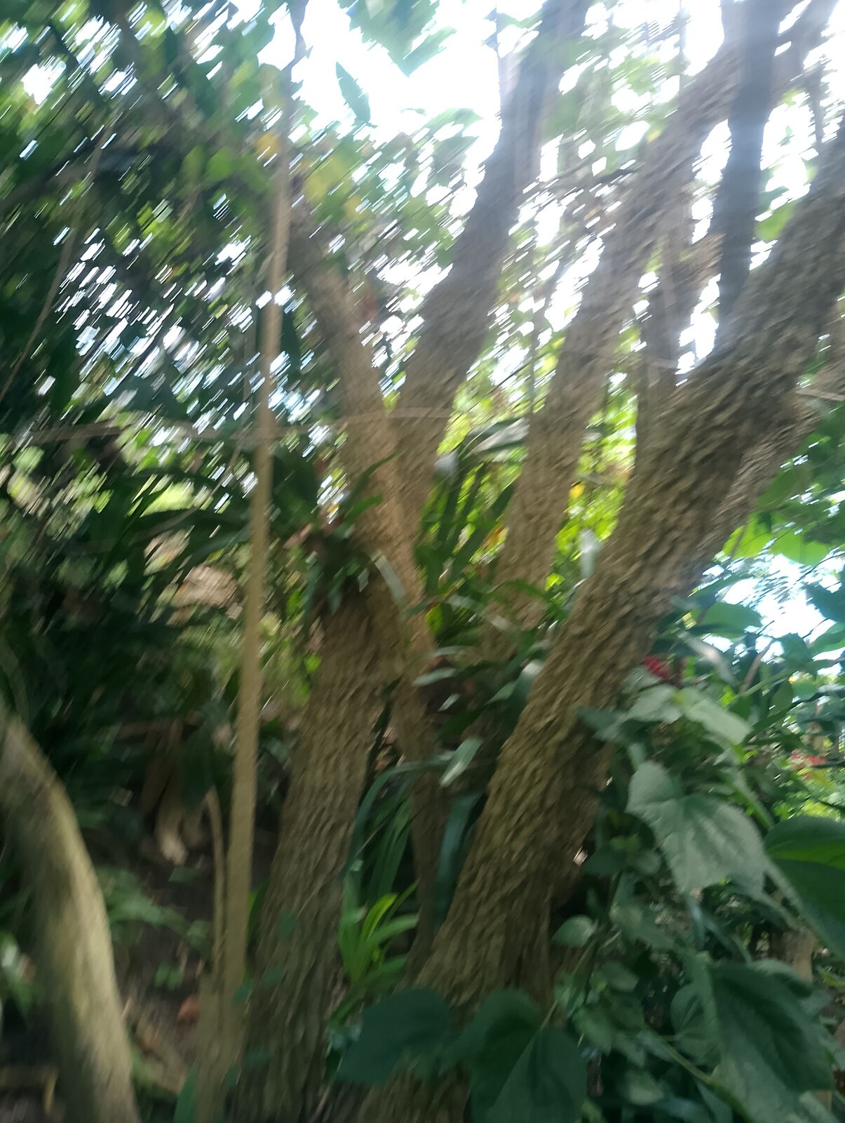 Eden Project
