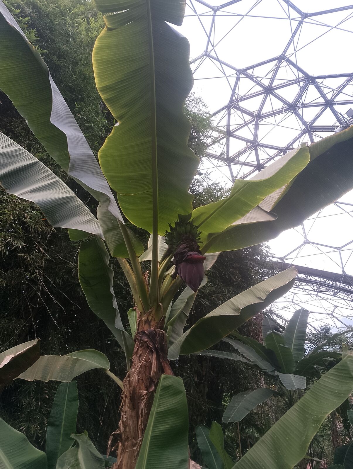 Eden Project