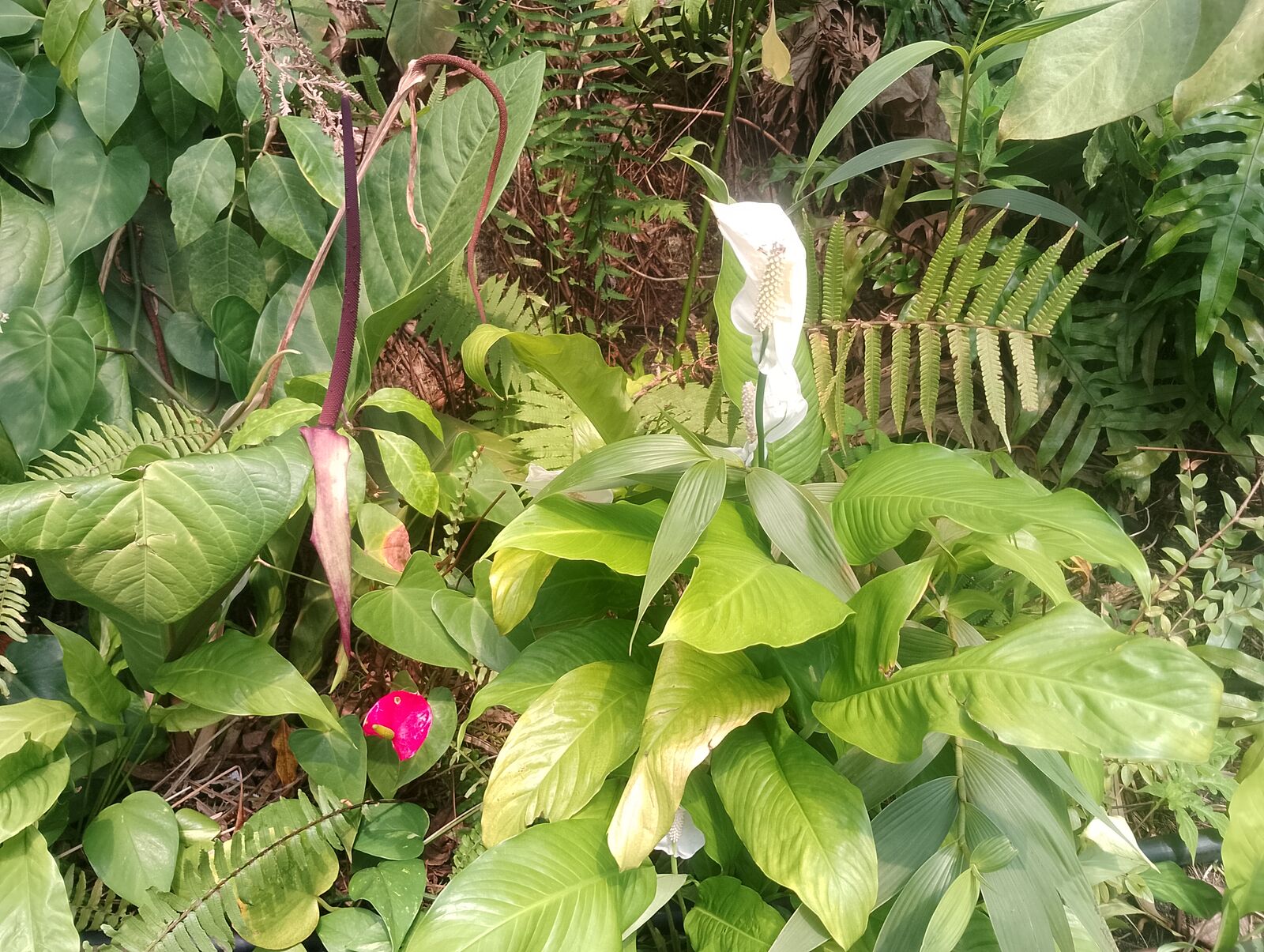 Eden Project