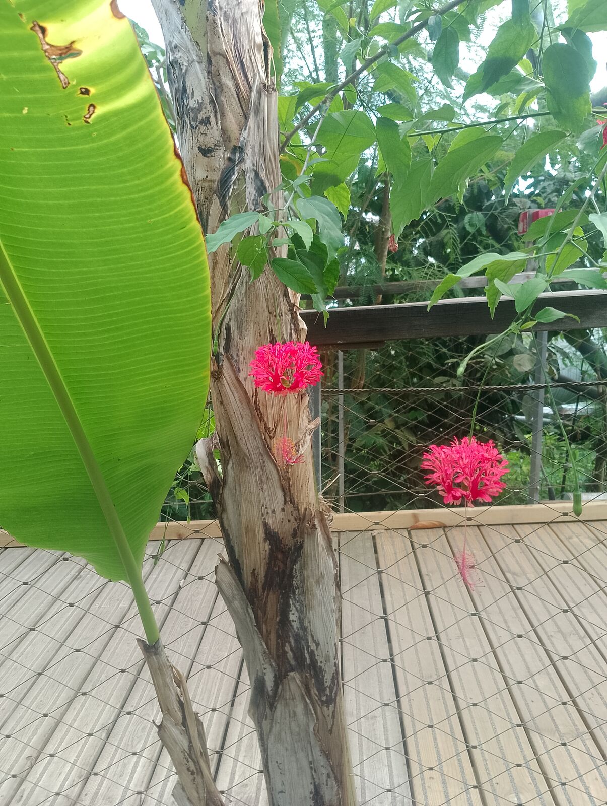 Eden Project