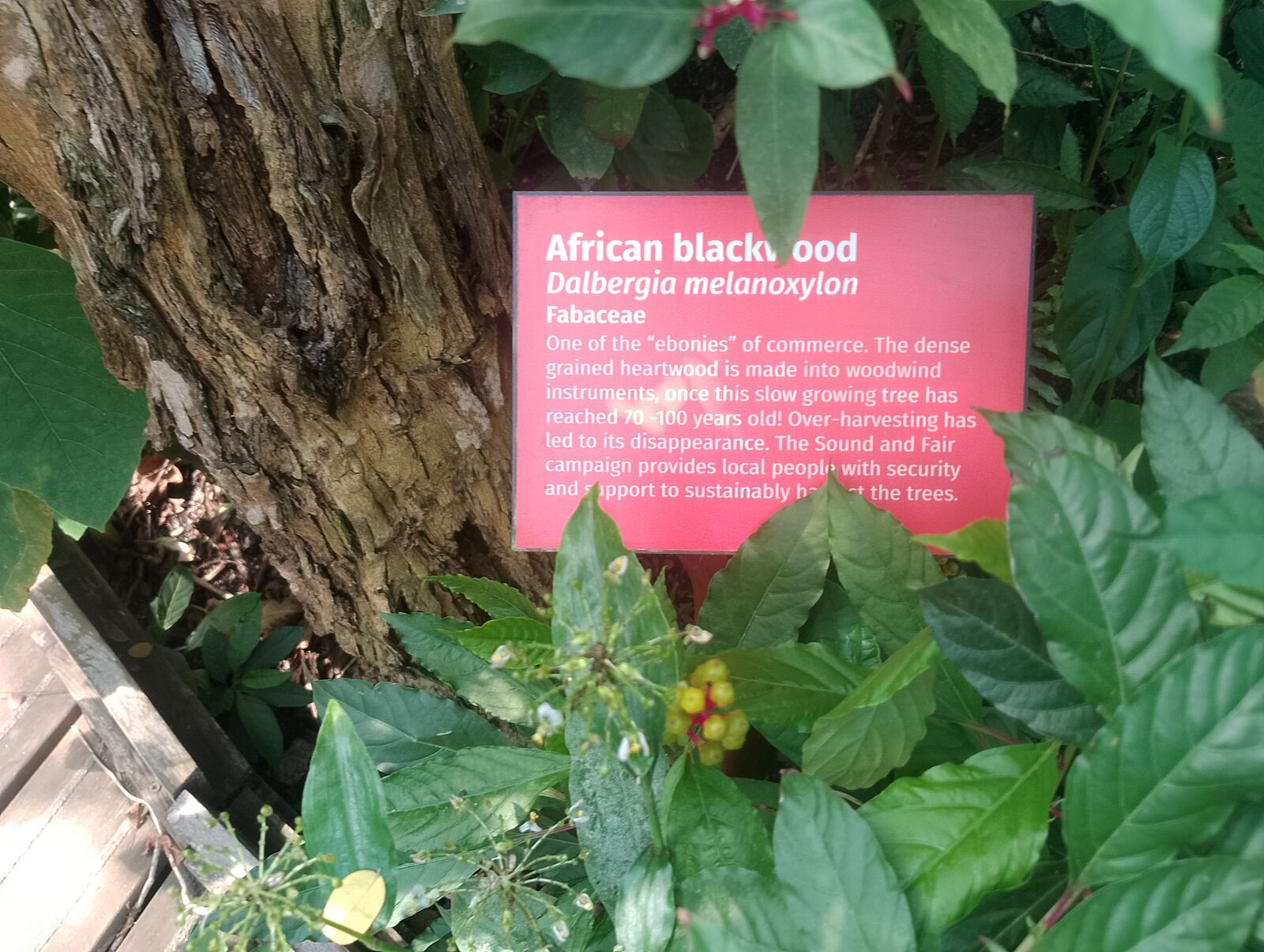 Eden Project