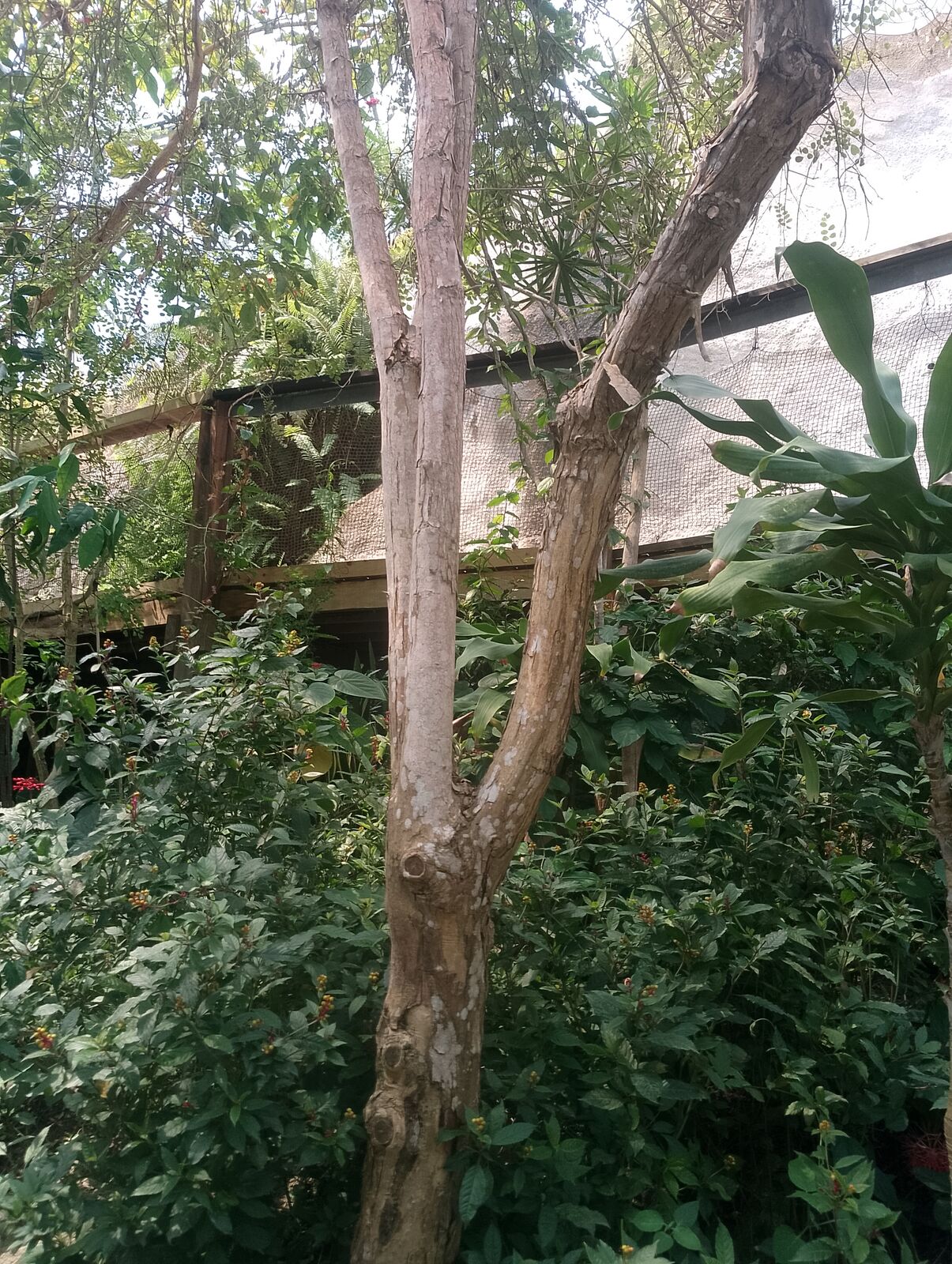 Eden Project