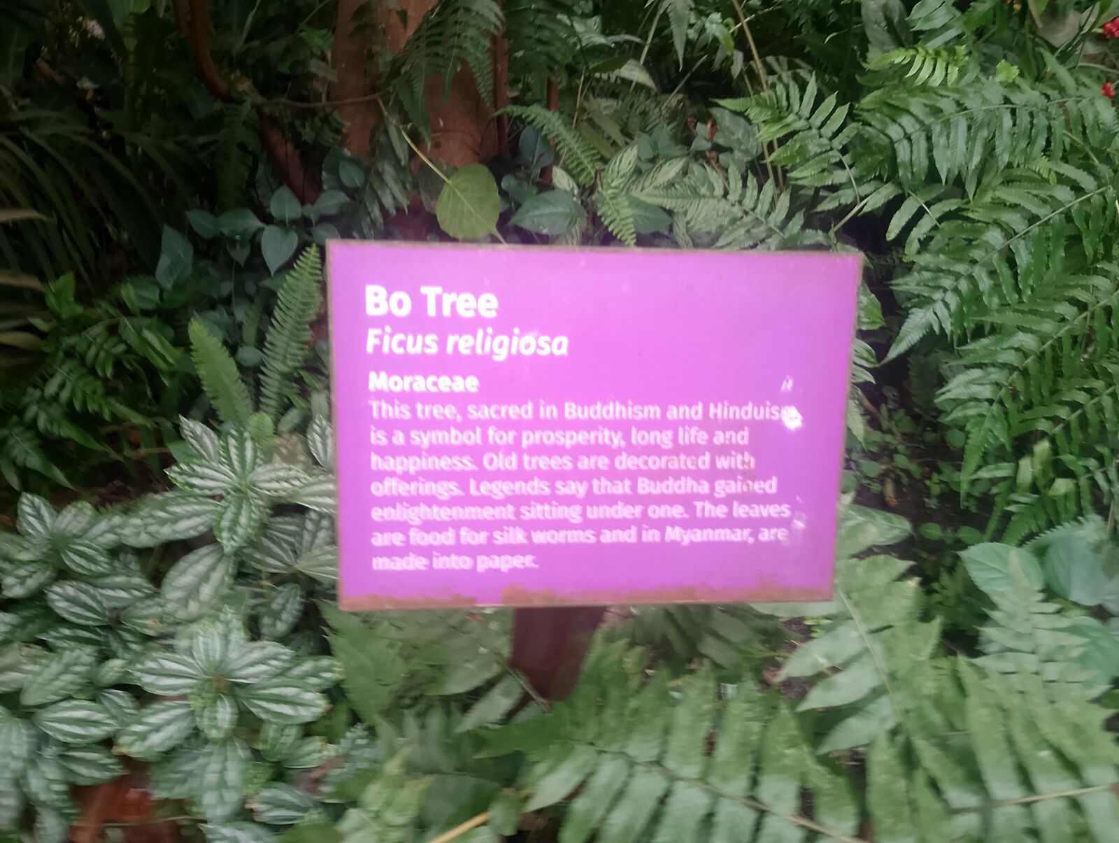 Eden Project