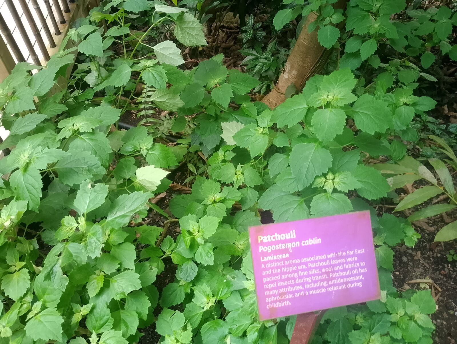 Eden Project
